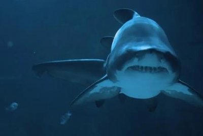 ​三个男孩在北达科他州发现一块霸王龙化石，现在丹佛自然与科学博物馆正在