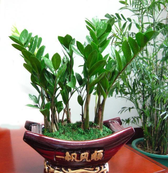 金钱树不要摆放在家里这些地方,不能“招财进宝”还容易叶子发黄