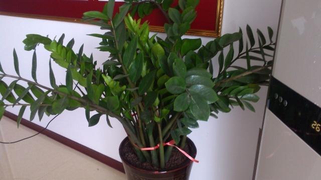 金钱树不要摆放在家里这些地方,不能“招财进宝”还容易叶子发黄