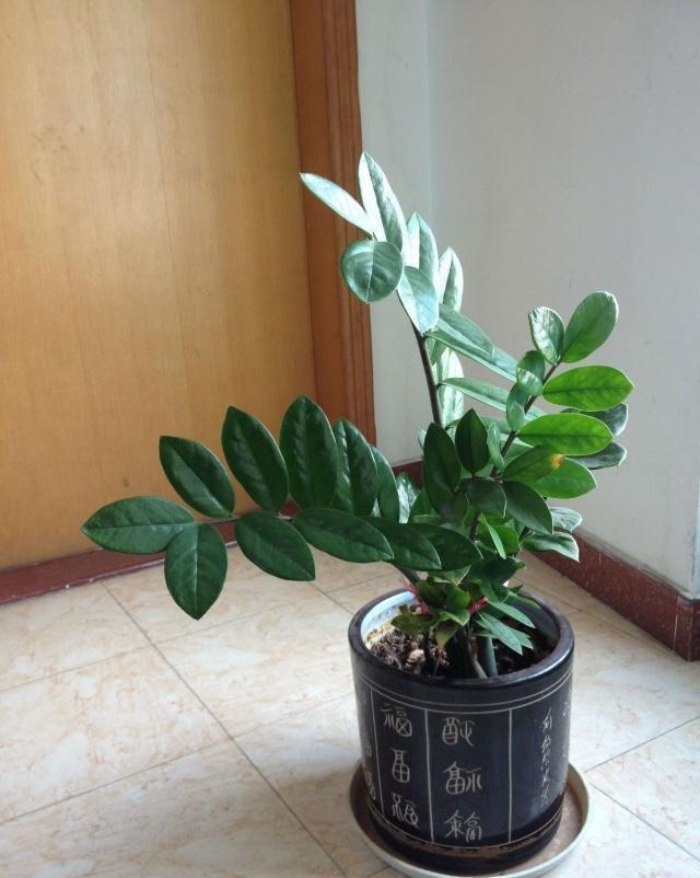 金钱树不要摆放在家里这些地方,不能“招财进宝”还容易叶子发黄