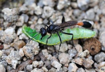 ​蚂蚁有文明吗？蚂蚁能否感知到人类文明没有媒介