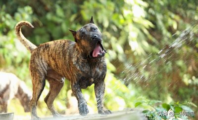 ​世界上最凶猛的十大恶犬，日本土佐上榜，藏獒只能屈居第二