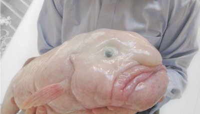 ​世界上最丑的几种鱼，一个比一个丑，简直在挑战眼睛的极限