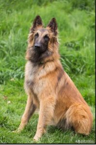 ​世界上最聪明的狗—品种之二