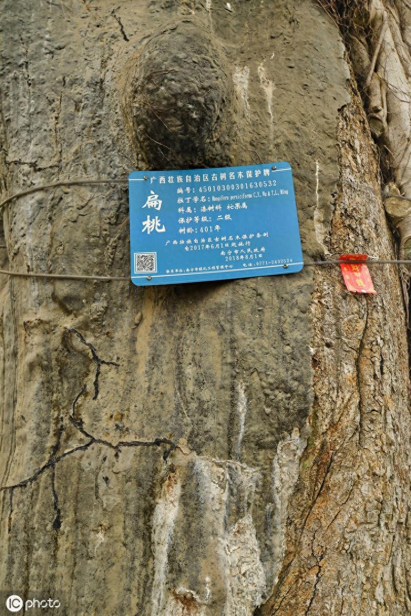 最牛“钉子树”！4百岁古树屹立路中间，道路施工曾为它改方案