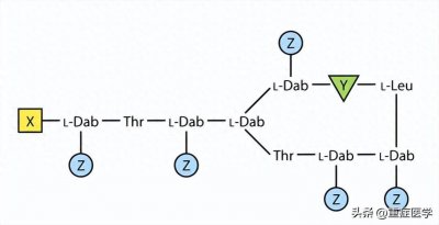 ​多粘菌素：历史、结构、抗菌活性