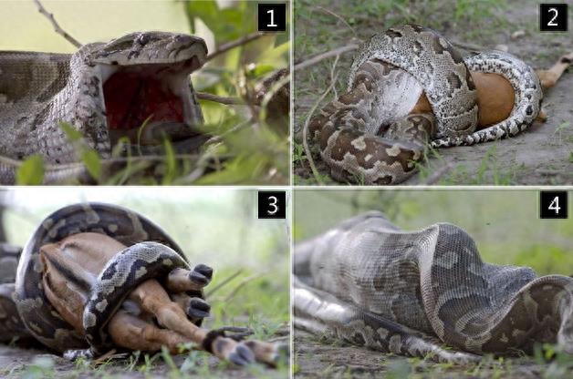 非洲最大的无毒蛇类-非洲岩蟒