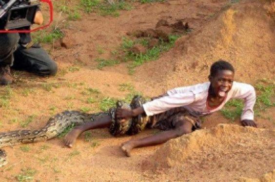 非洲最大的无毒蛇类-非洲岩蟒