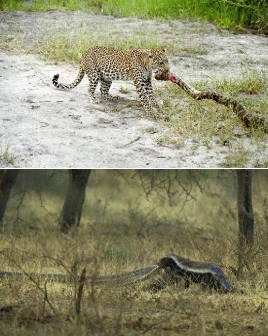 非洲最大的无毒蛇类-非洲岩蟒