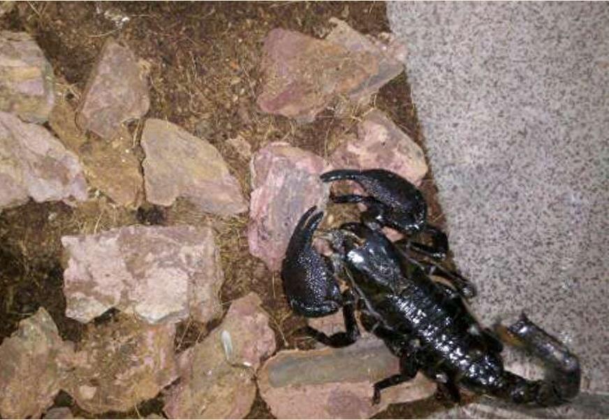 自然界10大恐怖动物之一:帝王蝎5分钟让人毙命