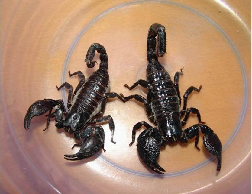 自然界10大恐怖动物之一:帝王蝎5分钟让人毙命