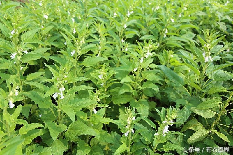 谚语“芝麻开花节节高”,是这么个意思