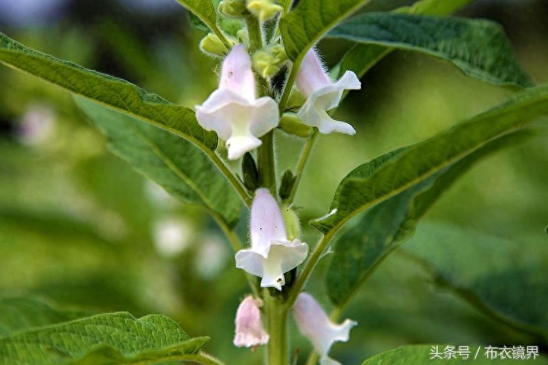 谚语“芝麻开花节节高”,是这么个意思