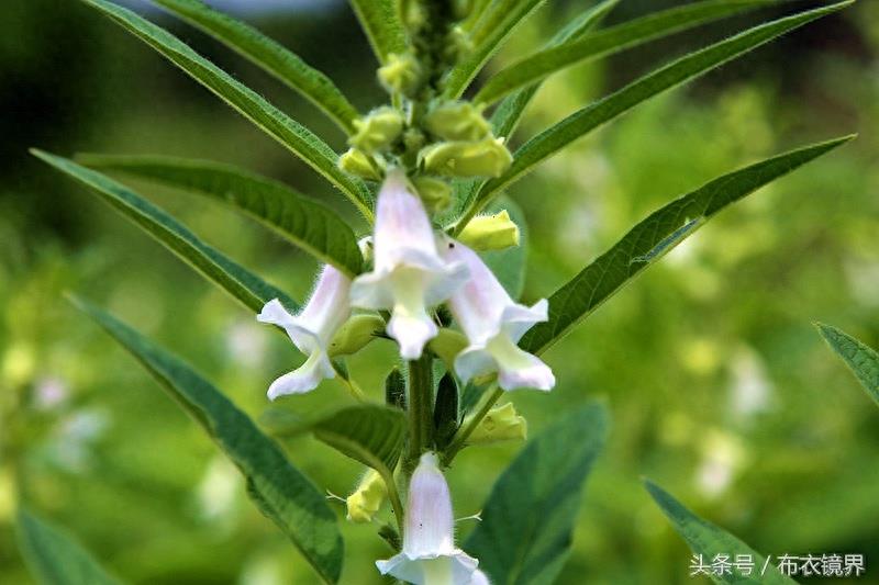 谚语“芝麻开花节节高”,是这么个意思