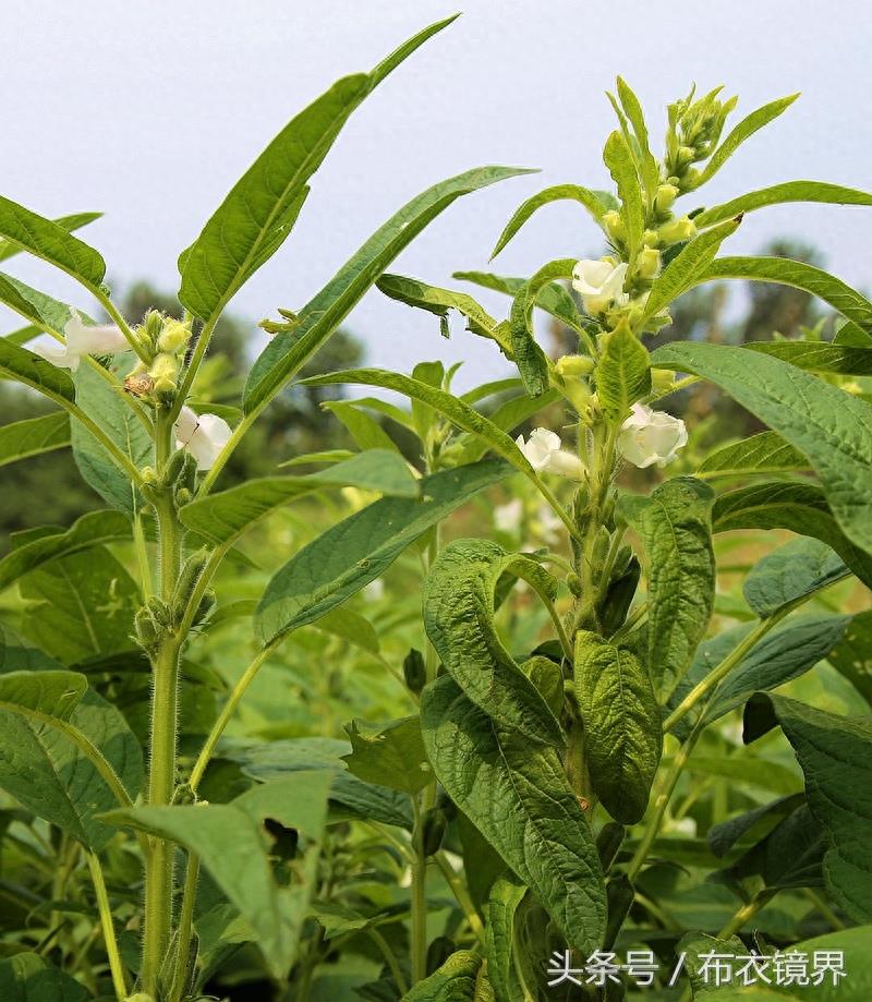 谚语“芝麻开花节节高”,是这么个意思