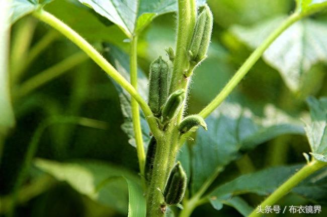 谚语“芝麻开花节节高”,是这么个意思