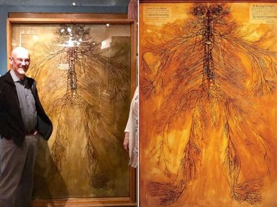 ​最大的睾丸，人类完整的神经系统，世界的精彩令人震撼！