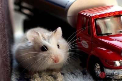 ​72年属鼠人会离婚吗 72年属鼠婚姻怎样