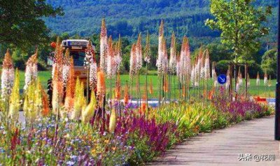 ​开花像狐狸尾巴的百合花，少见又漂亮，零下20度冻不死，特别好养