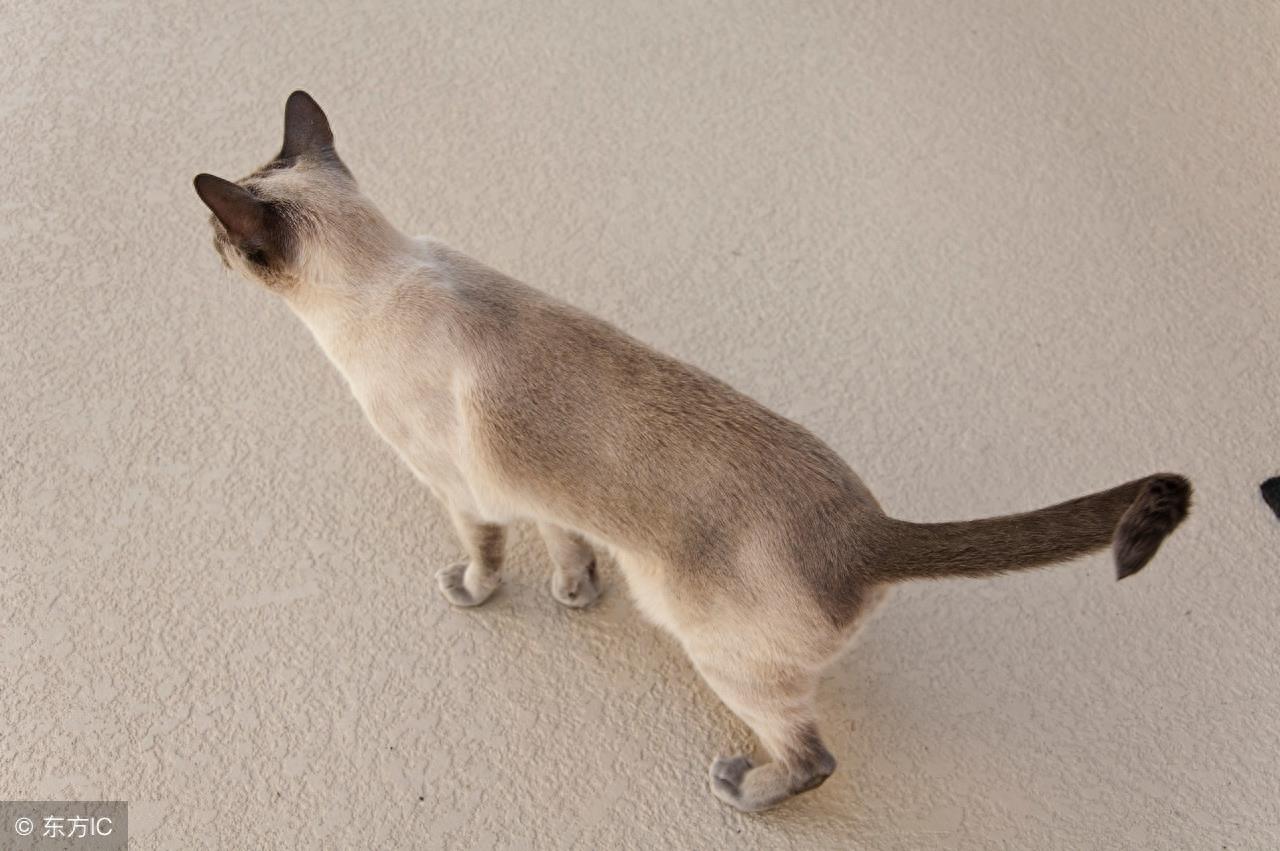 暹罗猫高冷图集