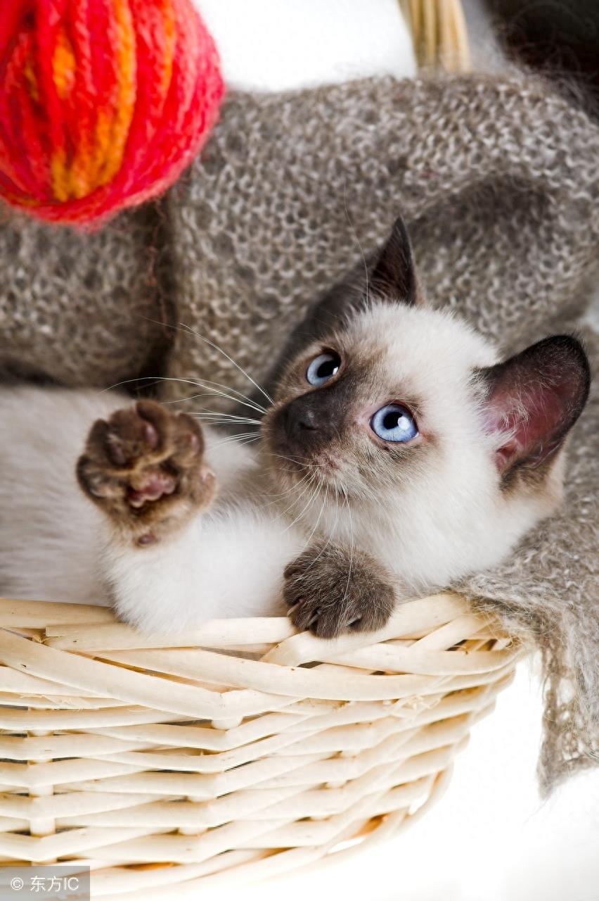 暹罗猫高冷图集