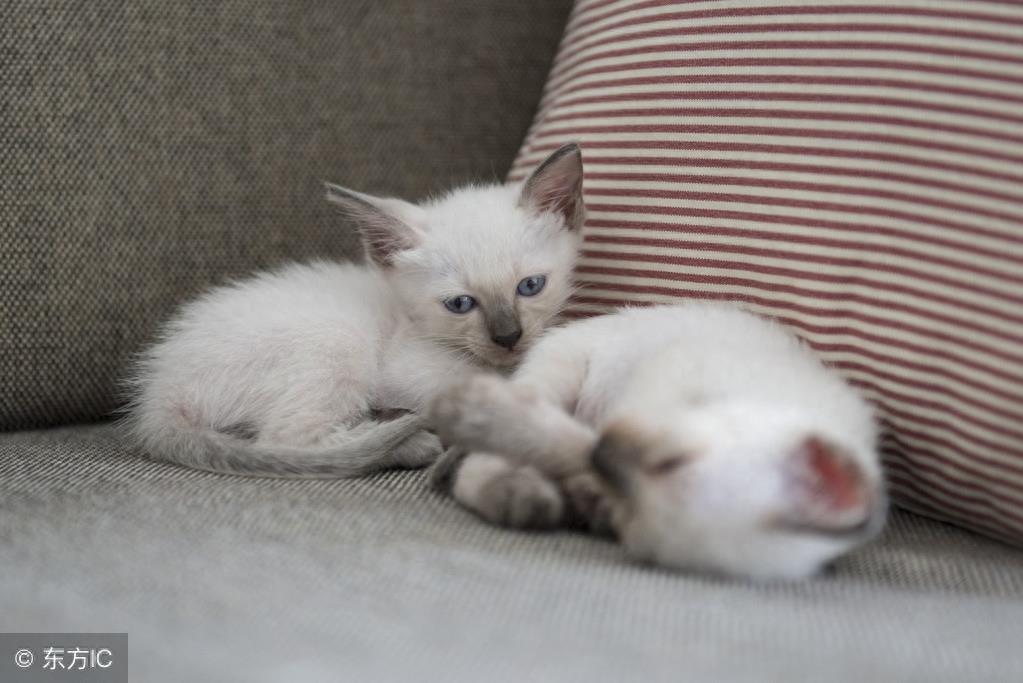 暹罗猫高冷图集