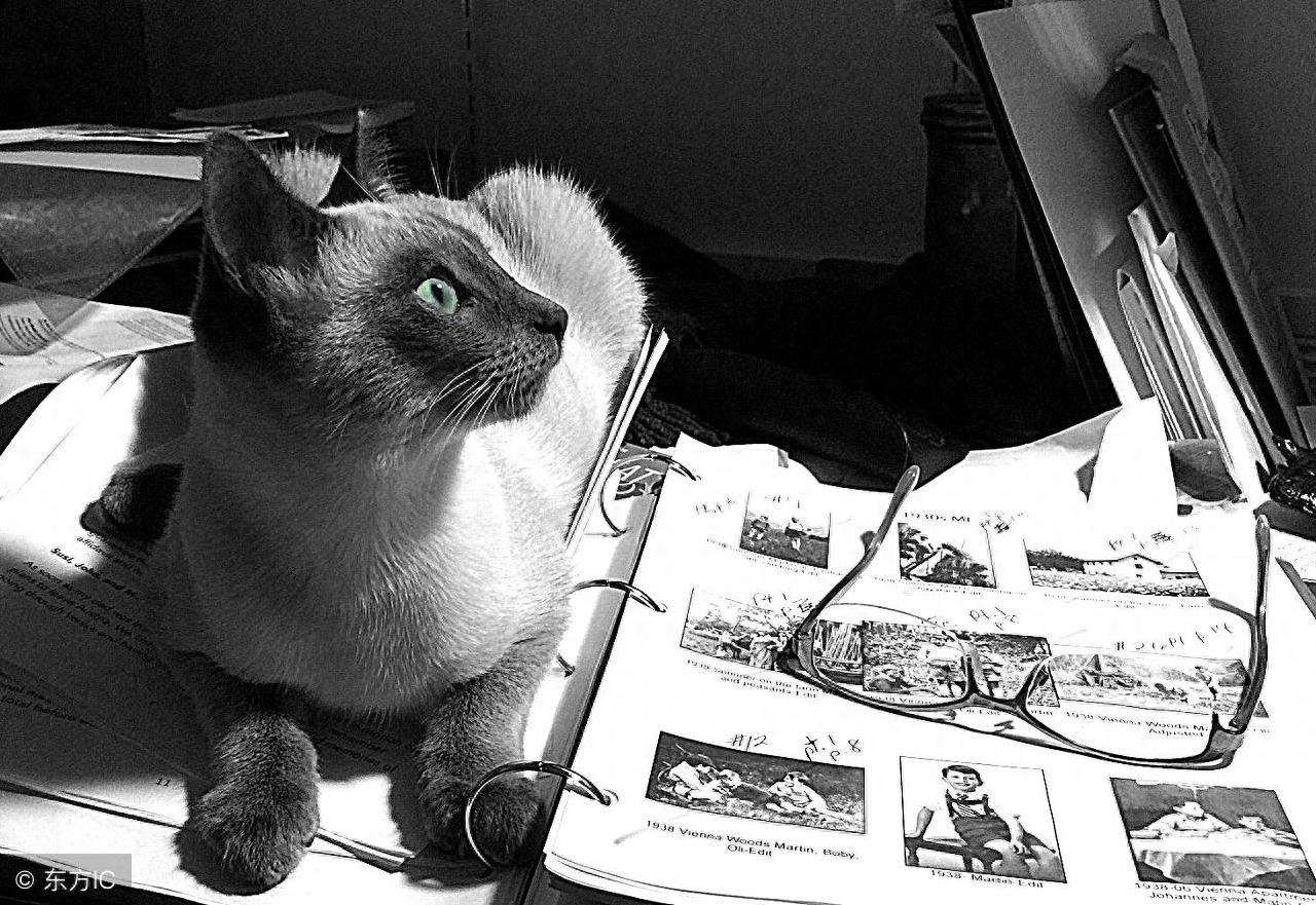 暹罗猫高冷图集