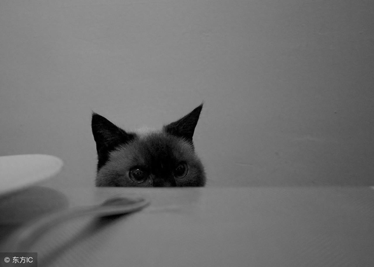 暹罗猫高冷图集