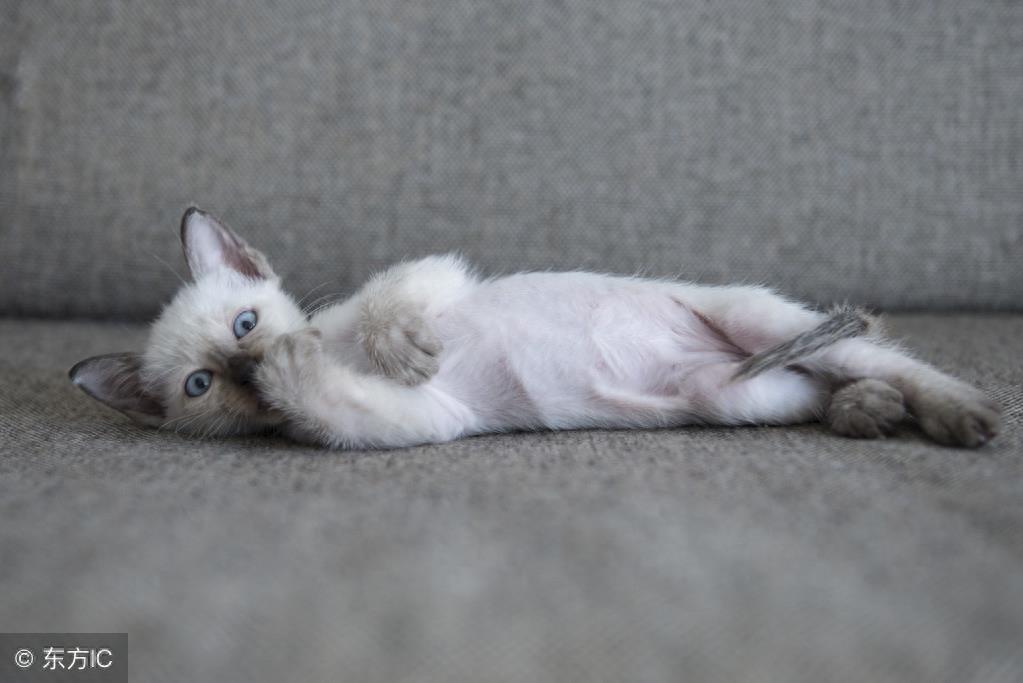 暹罗猫高冷图集