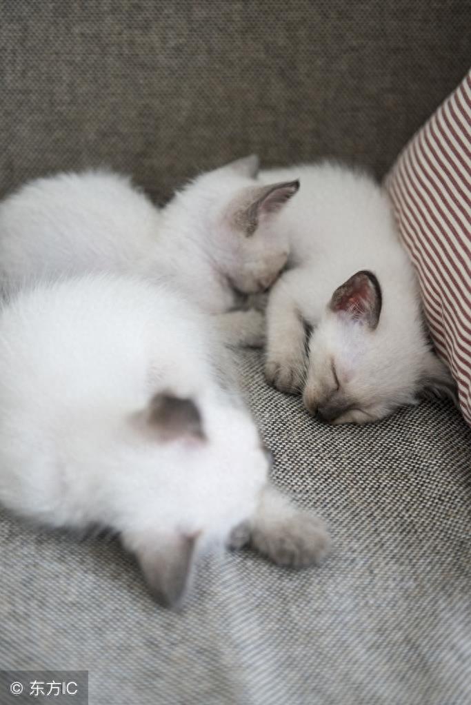 暹罗猫高冷图集