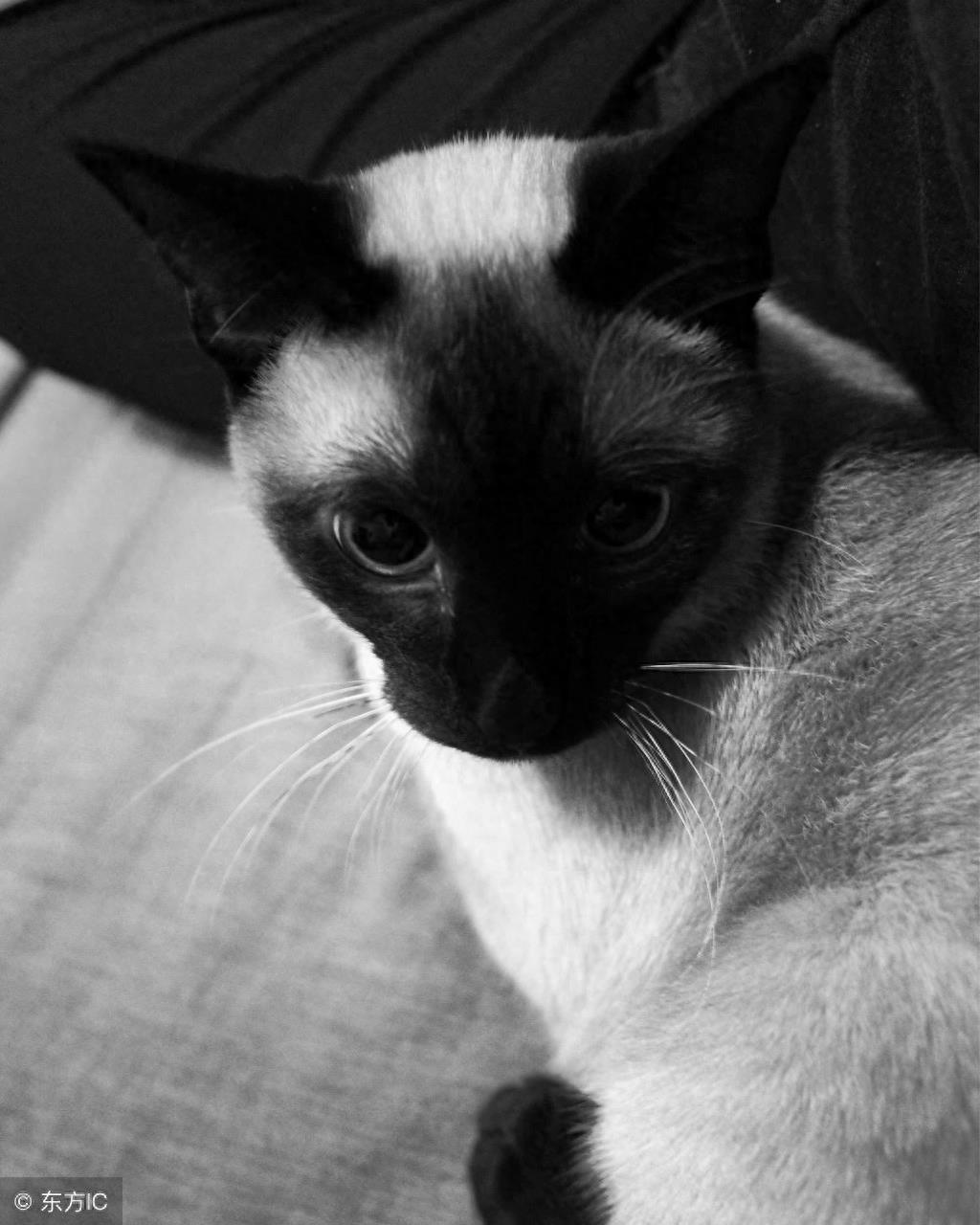 暹罗猫高冷图集