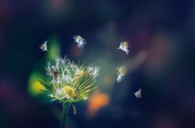 ​荠菜花煮鸡蛋的功效荠菜花煮鸡蛋的功效来源