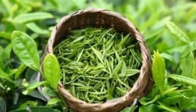 ​白蘑菇怎么做好吃 有哪些功效与作用