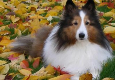 ​土狗身上有很多蜱虫怎么办？狗狗身上有蜱虫怎么办？