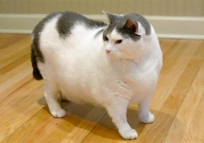 ​英短母猫尴尬期英短猫公母性格分别