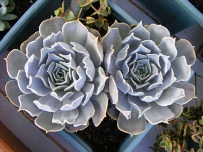 ​多肉植物图鉴之丽娜莲