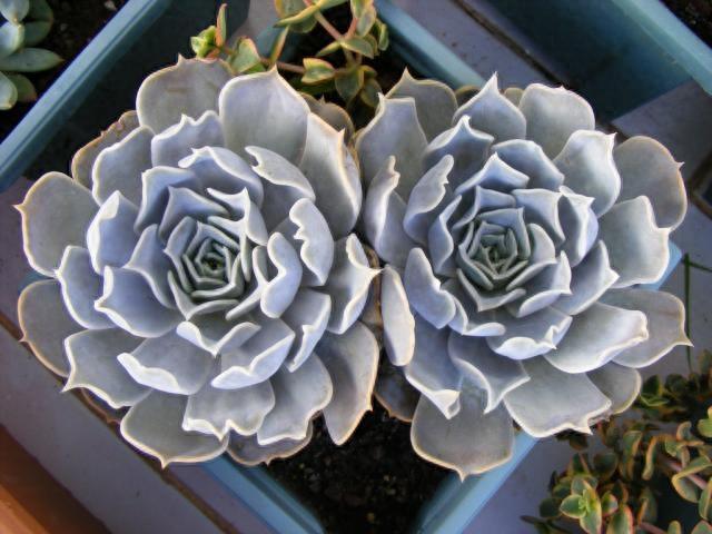 多肉植物图鉴之丽娜莲