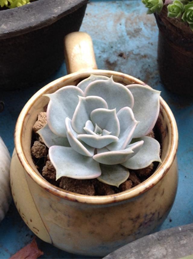 多肉植物图鉴之丽娜莲