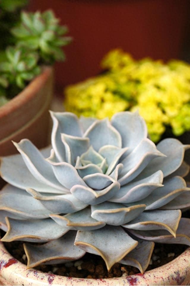 多肉植物图鉴之丽娜莲