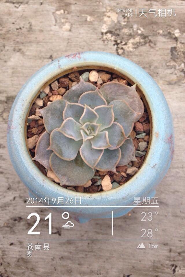 多肉植物图鉴之丽娜莲