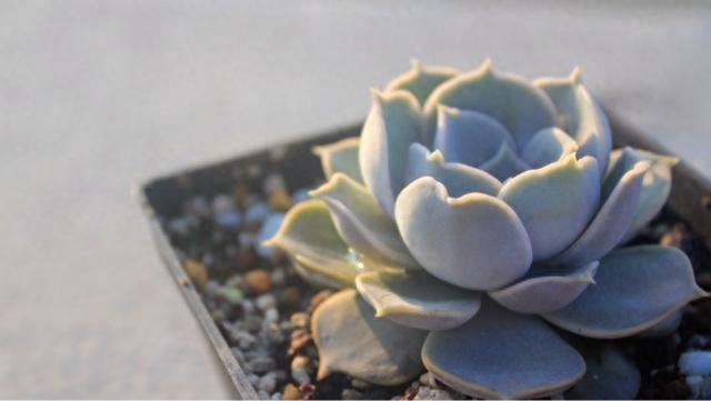 多肉植物图鉴之丽娜莲