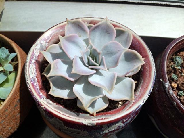 多肉植物图鉴之丽娜莲