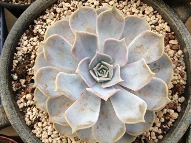 多肉植物图鉴之丽娜莲