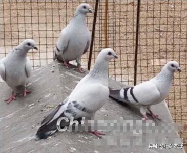 ​灰粉鸽，胆大气高，善高飞远翔而不疲