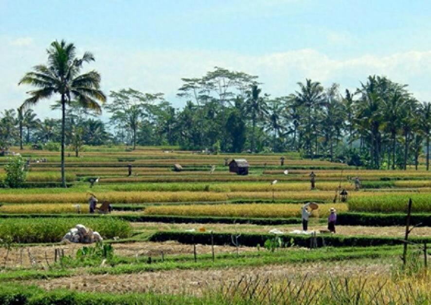 直击最真实的印尼，看看老百姓月入多少钱