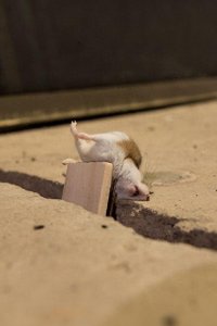 ​惨不忍睹，那些死去的老鼠