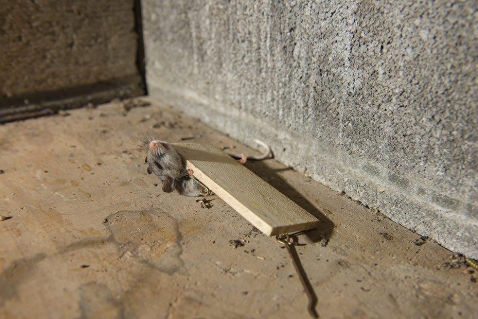 惨不忍睹，那些死去的老鼠