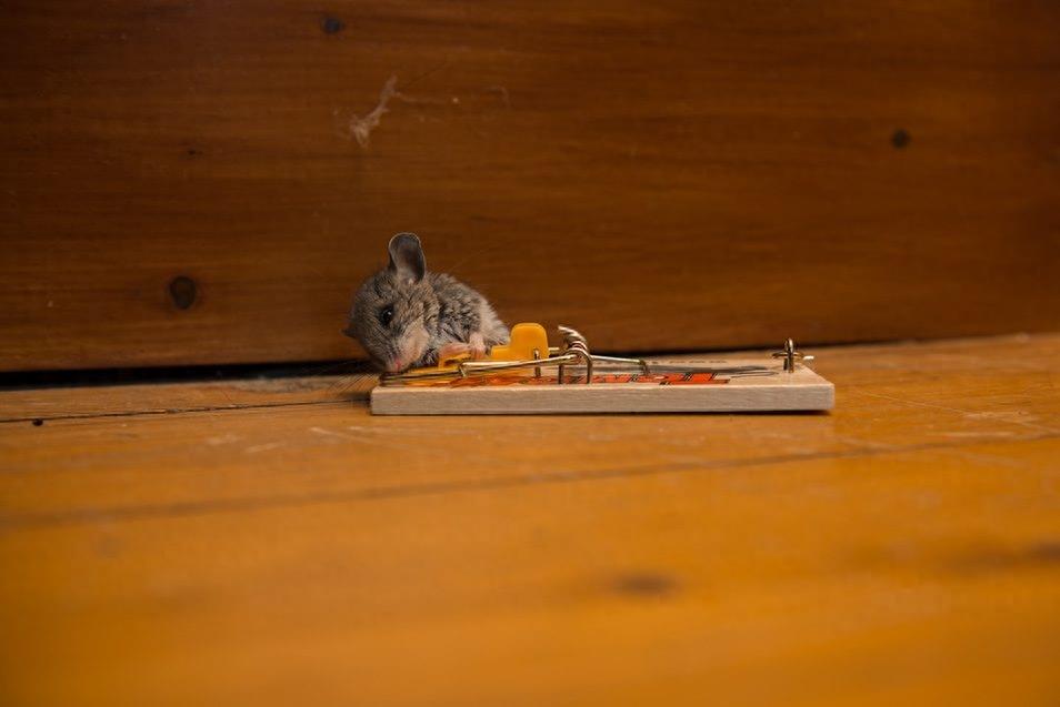 惨不忍睹，那些死去的老鼠