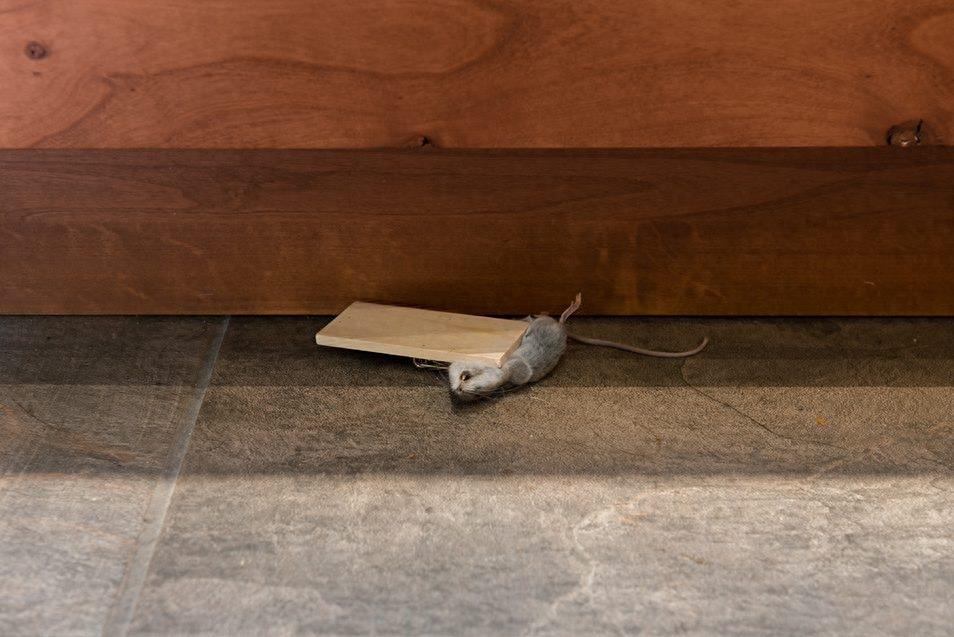 惨不忍睹，那些死去的老鼠