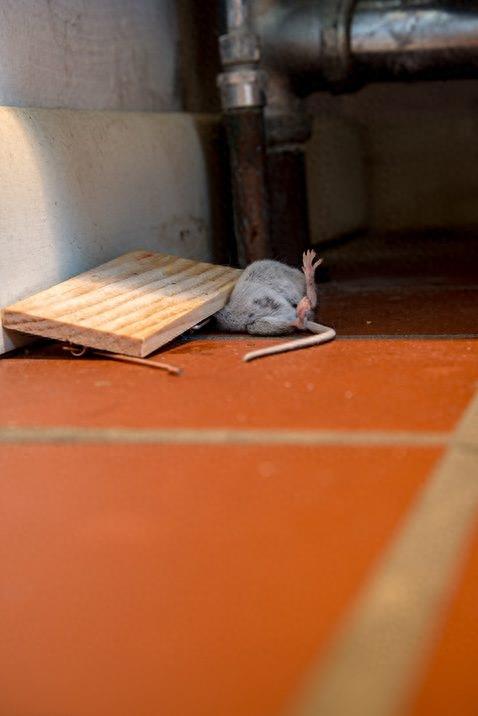 惨不忍睹，那些死去的老鼠
